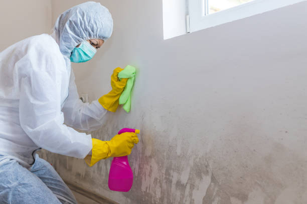 Best Comprehensive Air Testing for Mold Contaminants  in Potomac Heights, MD